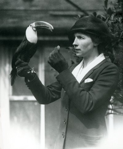 A white-throated toucan is fed by a lady while perching on her gloved hand, London Zoo by Frederick William Bond
